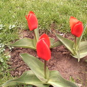 Tulipanowa rodzinka :)