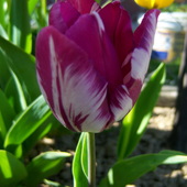 tulipanowo :)