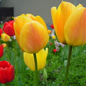 Tulipany Mojej Mamy 