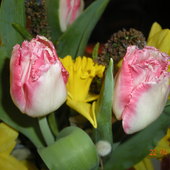 Tulipany W Wazonie