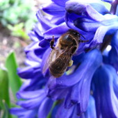 wiosenna pszczółka