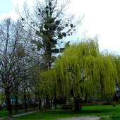 Wiosenne drzewa c.d.