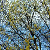 Wiosenne drzewa...