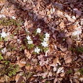 wiosenne kwiateczki rosnące w lesie