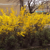 wiosenny krzew
