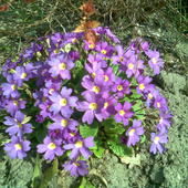 Wiosna w moim ogrodzie