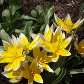 żółte tulipany-miniaturki