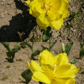 Żółte tulipany zwiastun....