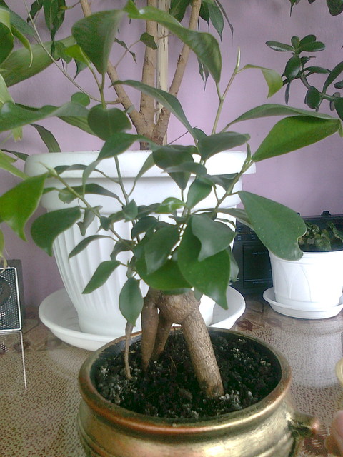 bonsai(skromniutkie i malutkie narazie)