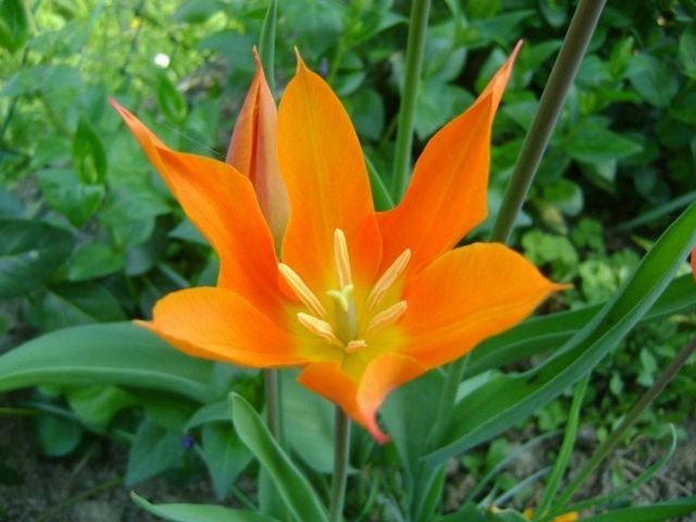 czar tulipanow