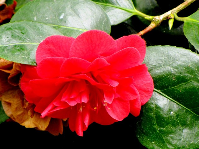 czerwony kwiat