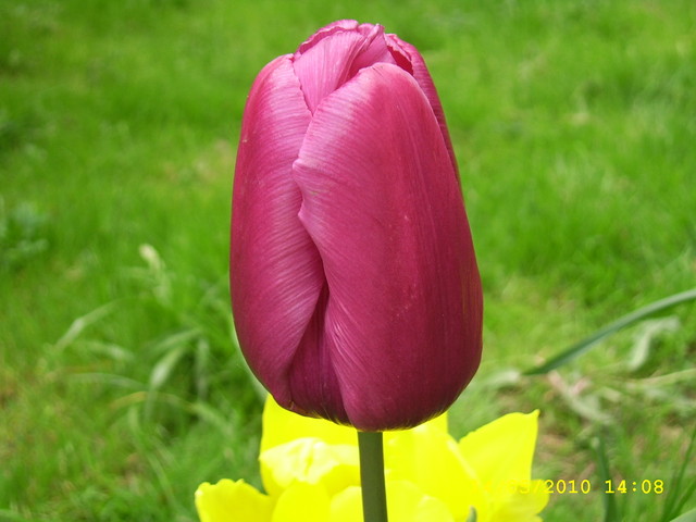 Dostojny tulipanek