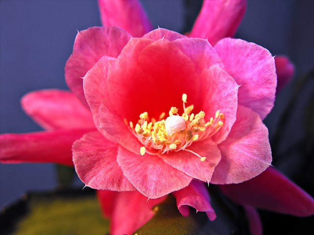Epiphilum czerwono różowe ;-)