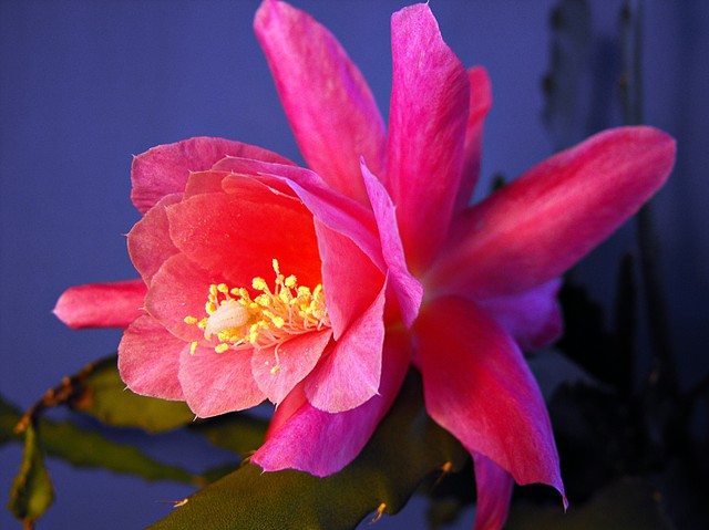 Epiphilum - kwiat różowy