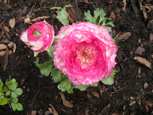 Galeria pełników - różowy