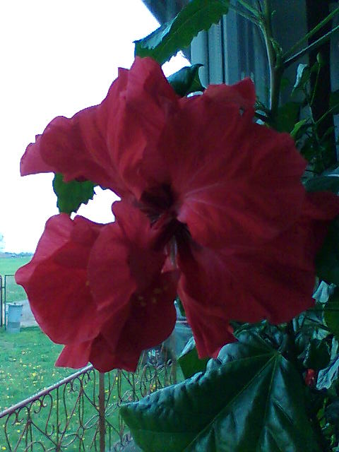 hibiskus -mojej mamci zaczal kwitnac ma bardzo duzo czerwonych kwiatkow