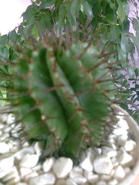 jaka jest nazwa tego kaktusa?:)