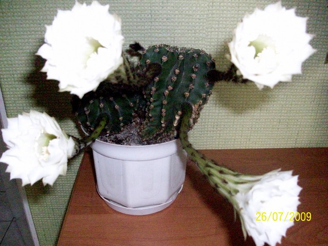 kaktus nazy nie znam !:)