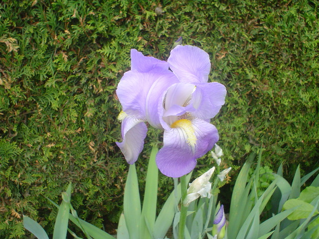 kosaciec popularnie zwany lilią