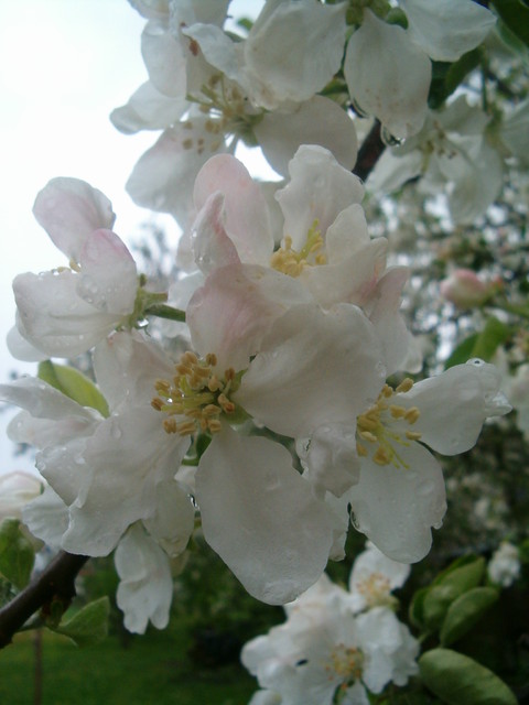 kwiat jabłoni w kroplach deszczu