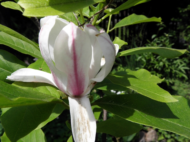 kwiat magnoli