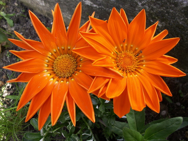 Kwiaty, które kochają słońce- Gazania:)