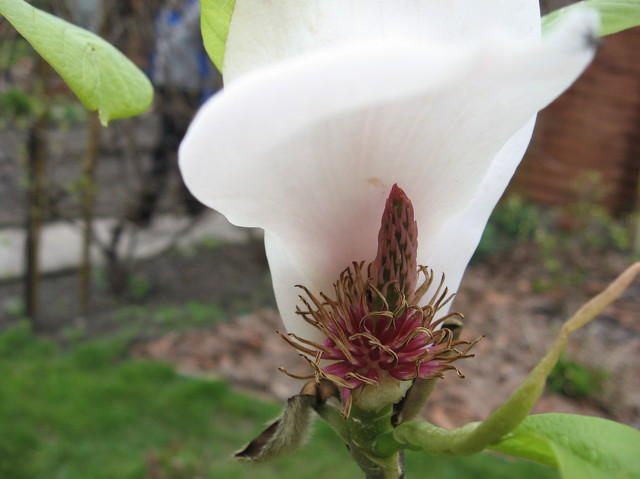 Magnolia przekwita - szkoda