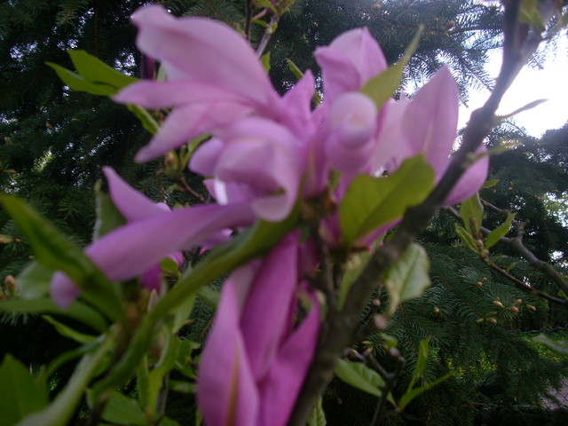 magnolia...ma swój urok