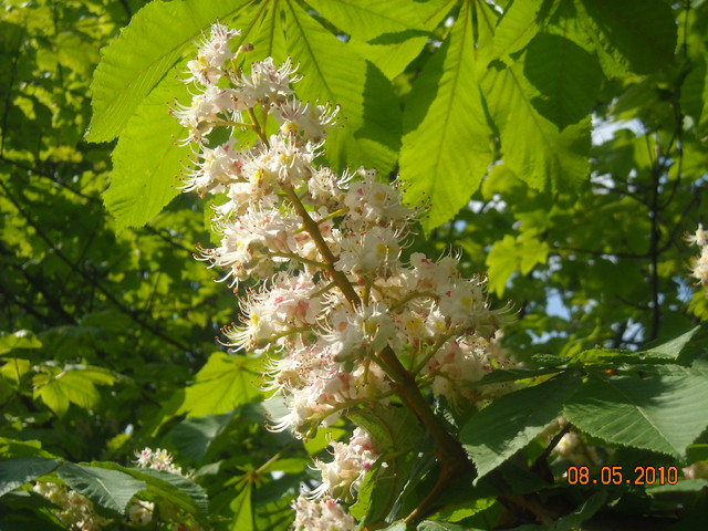 Maj - matura - i czas kwitnienia kasztanów