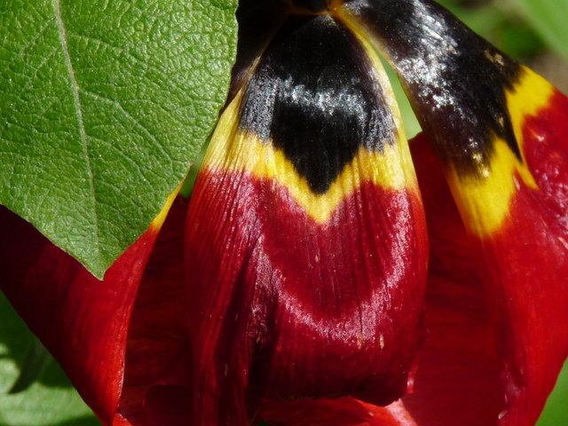 Motyl z rodziny tulipków