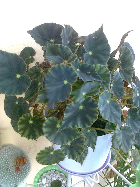 nie wiem co to za roślinka ale rośnie ładnie:)