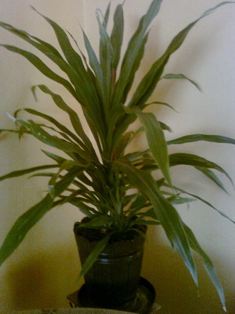 nie wiem co to za roślinka ale rośnie ładnie:)