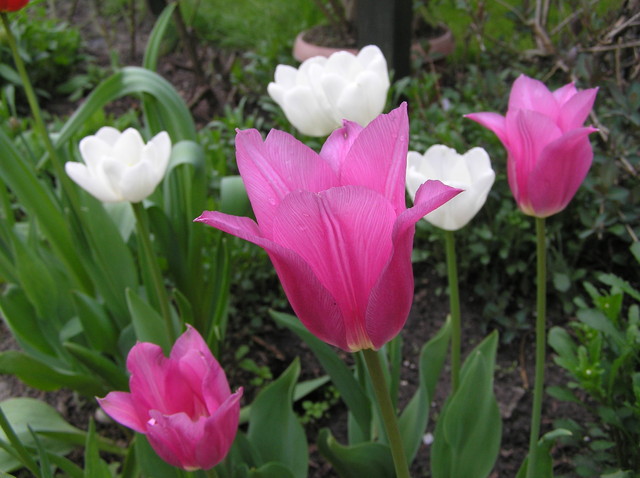 ostatnie tulipany