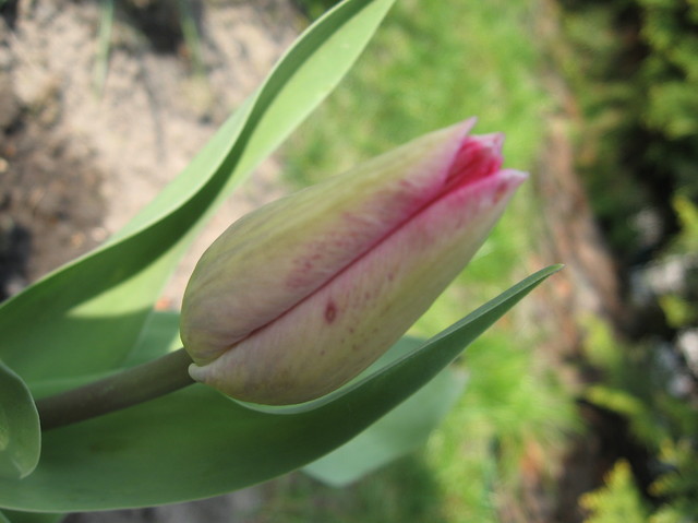Pączek tulipanka