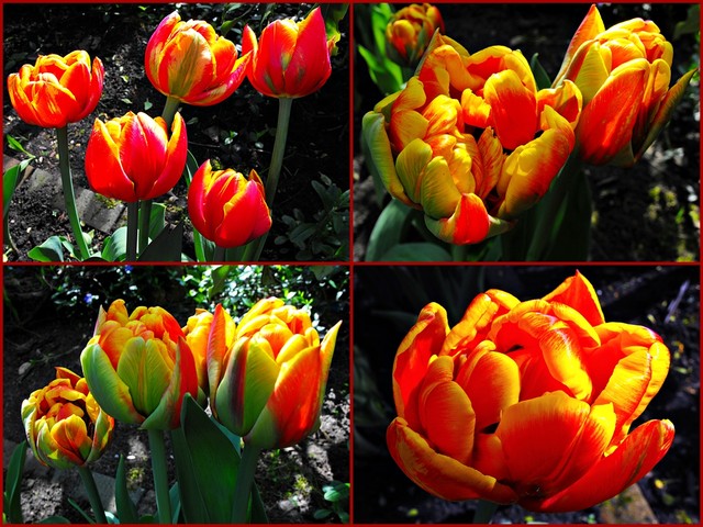 Pierwsze tulipanki ze Świata Kwiatów