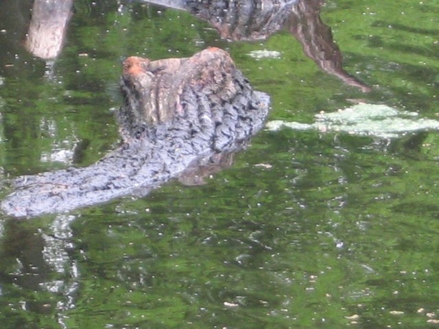 Prawie krokodyl