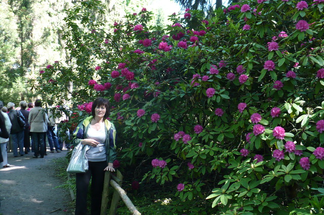 Przelewice-Rododendron ponad 100 lat