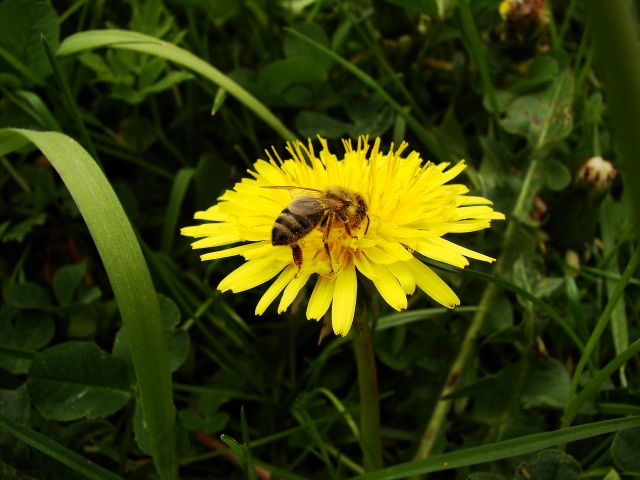 pszczółka Maja