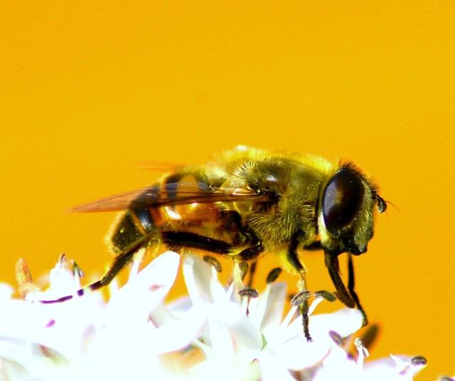 Pszczolka makro