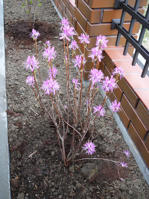 Rhododendron (canadense)