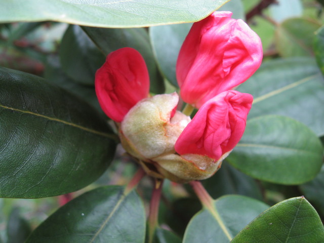 rododendron - teraz czerwony potem przebarwi się na różowo i w końcu na  żółto