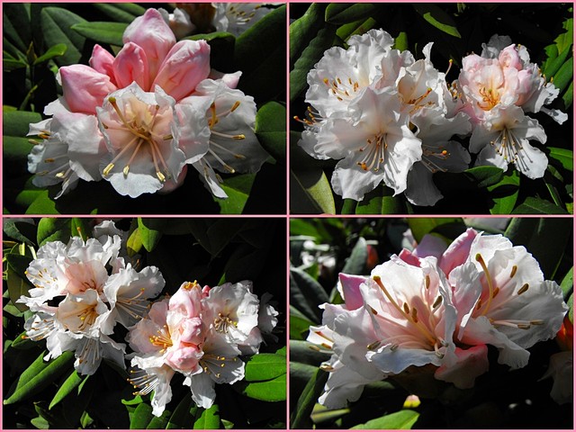 Rododendron udający różowego ;-)