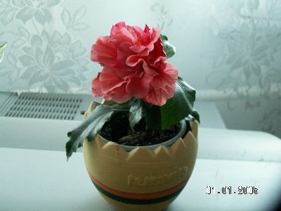 Róża hińska- hibiskus
