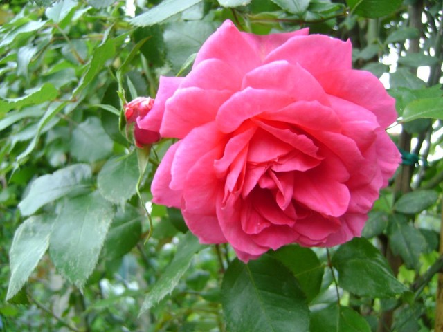 roze