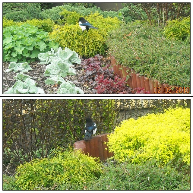 SROKa - też lubi ładne ogródki...