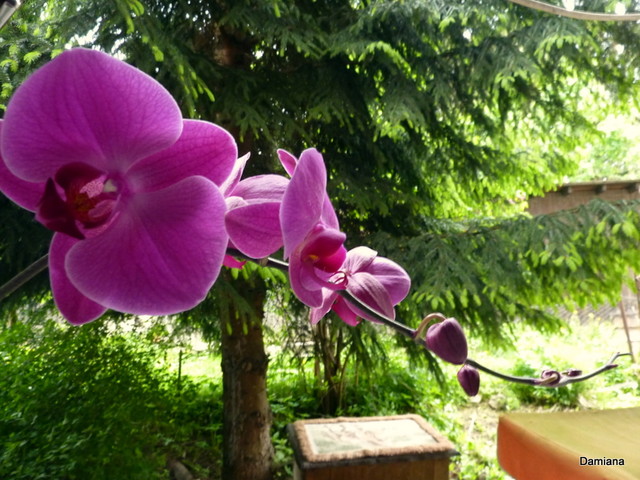 Storczyk-Orchidea-Orchideaceae
