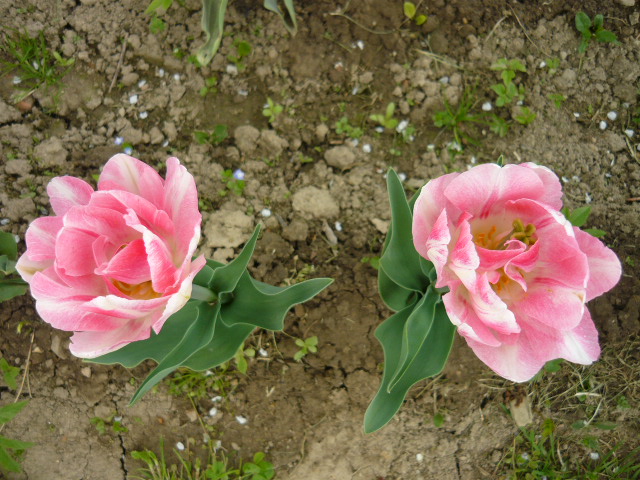 Takie troche inne tulipanki...