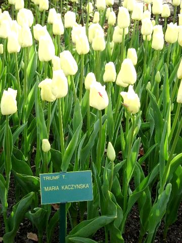 Tulipan  odmiany Maria Kaczyńska