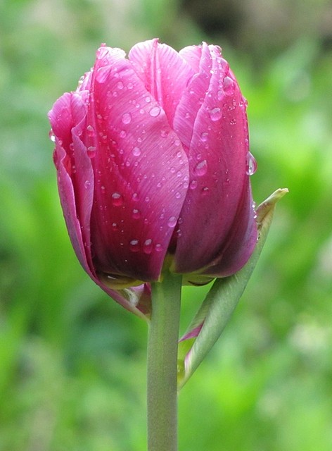 tulipanek deszczową porą