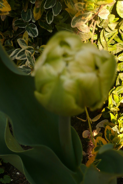tulipanek z ogródka mamy